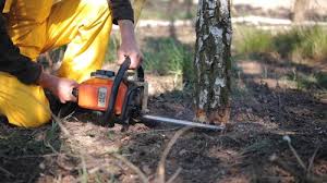 Best Tree Maintenance Programs  in Clover Creek, WA