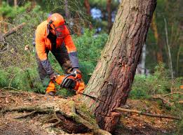 Best Lawn Disease Treatment  in Clover Creek, WA