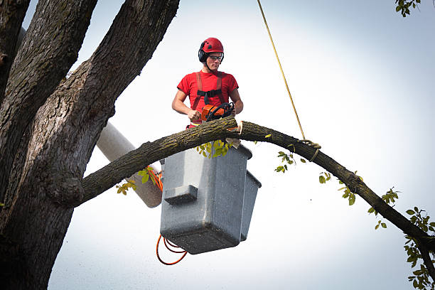 Best Tree Cabling and Bracing  in Clover Creek, WA